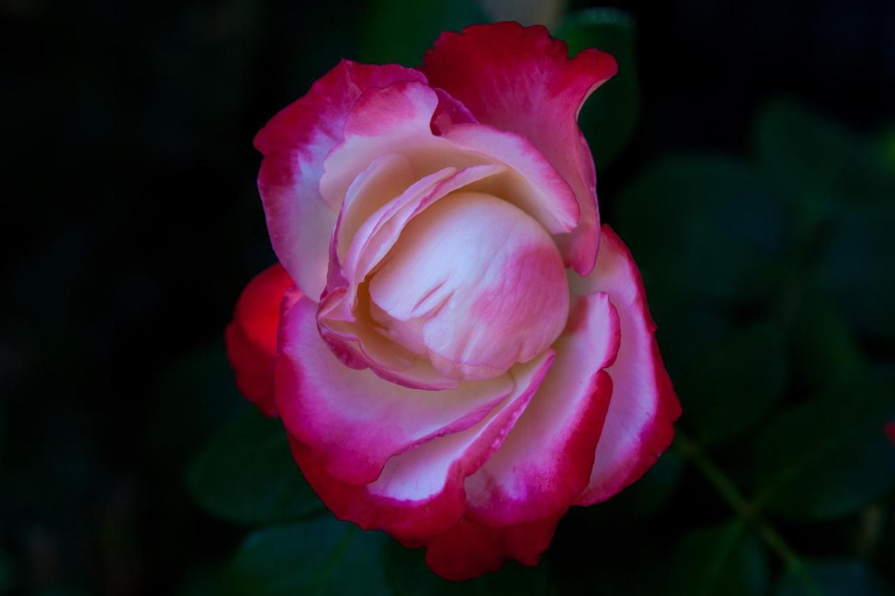 Podere Delle Rose Torre San Severo ภายนอก รูปภาพ