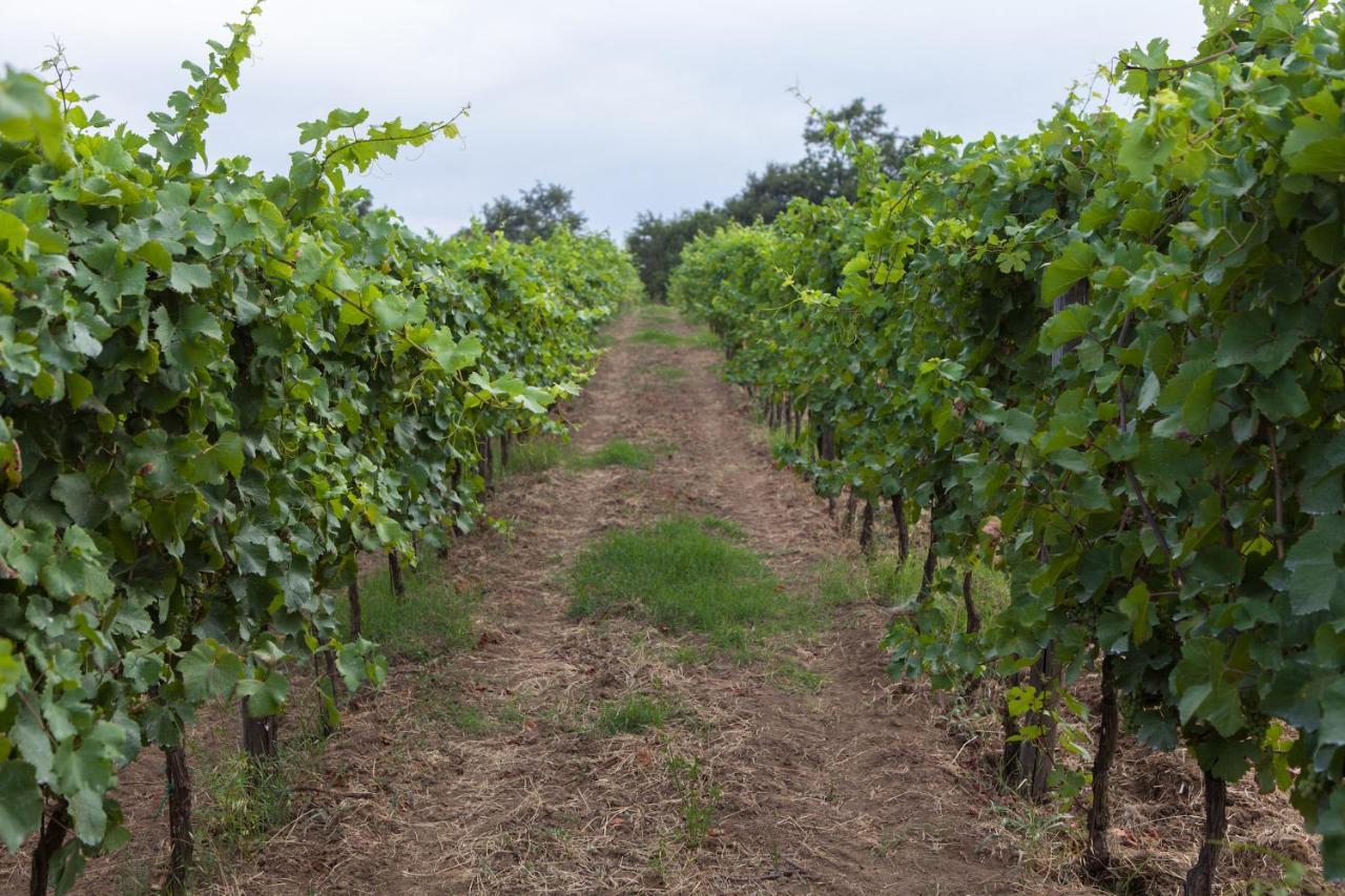 Podere Delle Rose Torre San Severo ภายนอก รูปภาพ