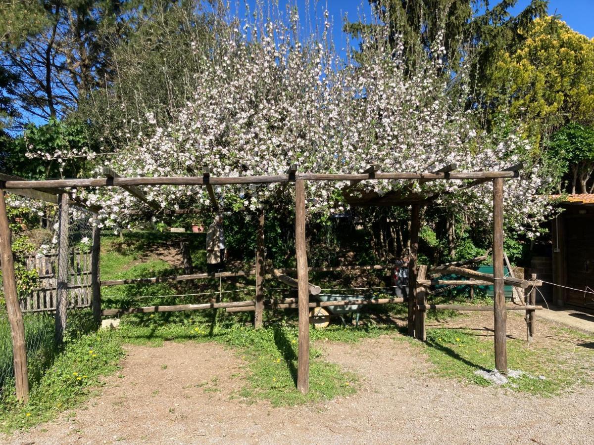 Podere Delle Rose Torre San Severo ภายนอก รูปภาพ